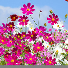 Cross stitch pattern: #1422311