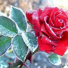 Cross stitch pattern: #1428929