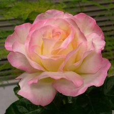 Cross stitch pattern: #1428944