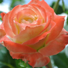 Cross stitch pattern: #1428946