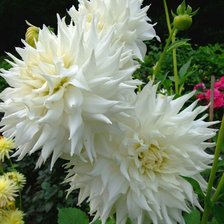 Cross stitch pattern: #1428982