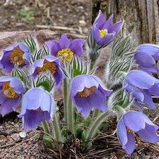 Cross stitch pattern: #1428999