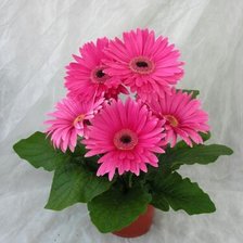 Cross stitch pattern: #1429005