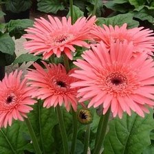 Cross stitch pattern: #1429020