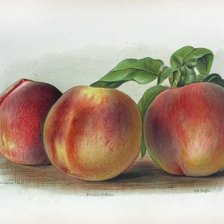 Cross stitch pattern: #1431633