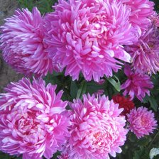 Cross stitch pattern: #1448432