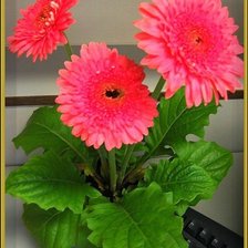 Cross stitch pattern: #1449073