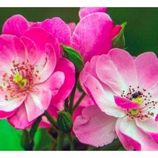 Cross stitch pattern: #1450624