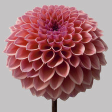 Cross stitch pattern: #1463061