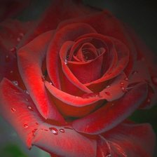 Cross stitch pattern: #1484645
