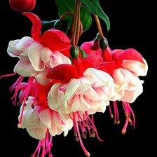 Cross stitch pattern: #1484863