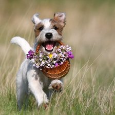 Cross stitch pattern: #1485029