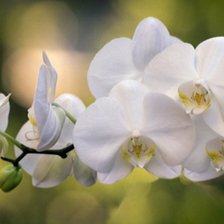 Cross stitch pattern: #1510221