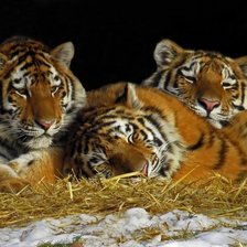 Cross stitch pattern: #1516020