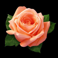 Cross stitch pattern: #1523124