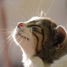 Cross stitch pattern: #1533284