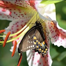 Cross stitch pattern: #1534477