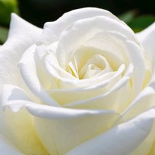 Cross stitch pattern: #1534487