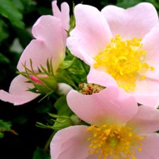 Cross stitch pattern: #1534491