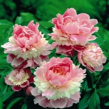 Cross stitch pattern: #1547477