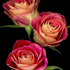 Cross stitch pattern: #1568130