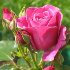 Cross stitch pattern: #1573180