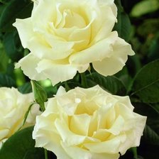 Cross stitch pattern: #1575916