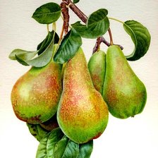 Cross stitch pattern: #1583648