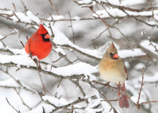 Cross stitch pattern: #1594054