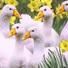 Cross stitch pattern: #1595997