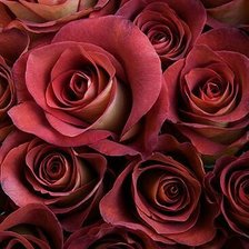 Cross stitch pattern: #1601452