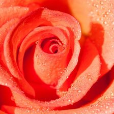 Cross stitch pattern: #1605911