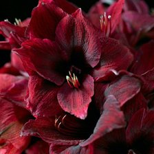 Cross stitch pattern: #1607279