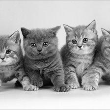 Cross stitch pattern: #1613026