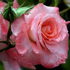 Cross stitch pattern: #1621214