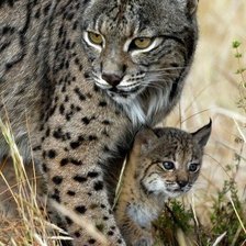 Cross stitch pattern: #1627942