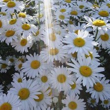 Cross stitch pattern: #1639319