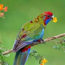 Cross stitch pattern: #1639321