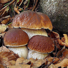 Cross stitch pattern: #1640397