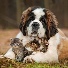 Cross stitch pattern: #1647128