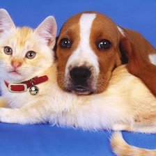 Cross stitch pattern: #1647129