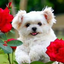 Cross stitch pattern: #1647138