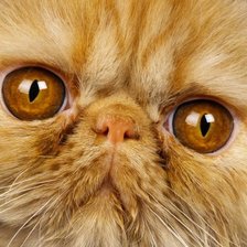 Cross stitch pattern: #1647173