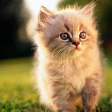 Cross stitch pattern: #1647191