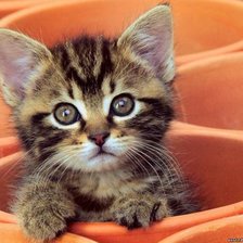 Cross stitch pattern: #1647211