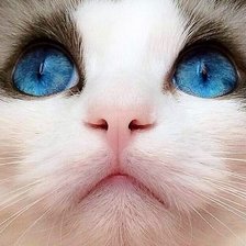 Cross stitch pattern: #1647215