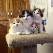 Cross stitch pattern: #1648547