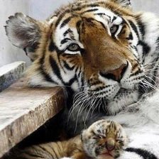 Cross stitch pattern: #1648552