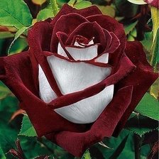 Cross stitch pattern: #1648581