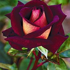 Cross stitch pattern: #1648582